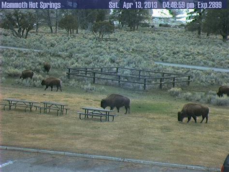 yellowstone national park webcams mammoth